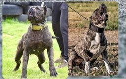Presa Canario dogs for sale: Presa Canario Puppy  - Image 7