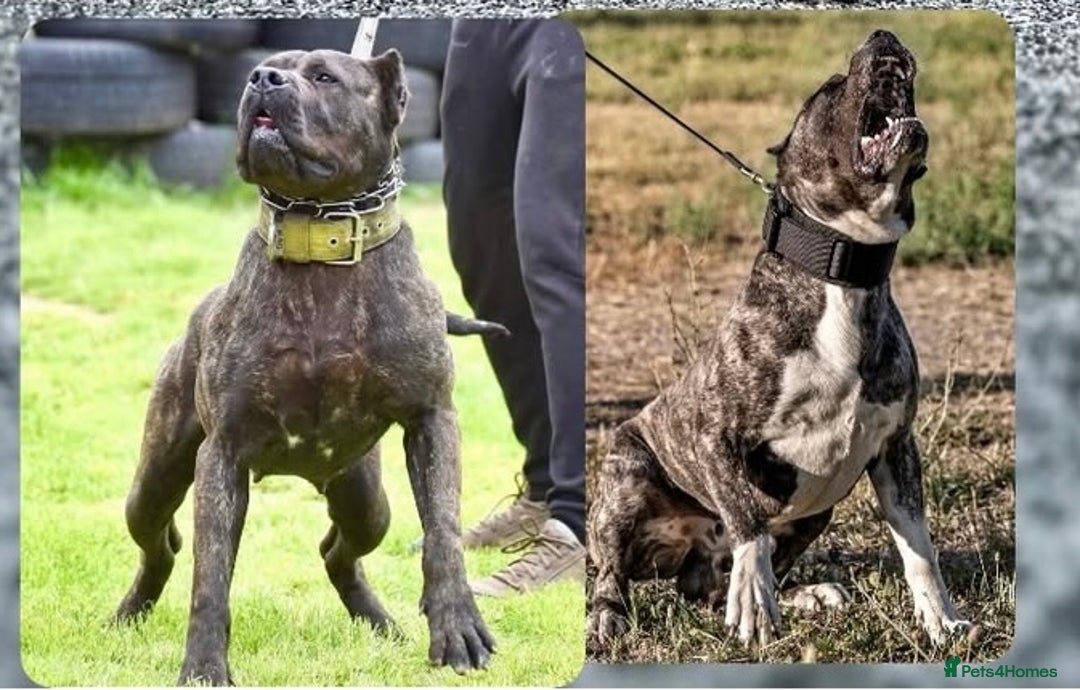 Presa Canario dogs for sale: Presa Canario Puppy  - Image 7