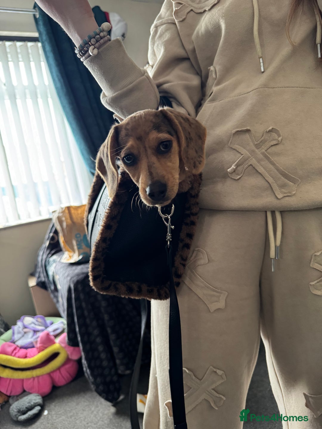 Dachshund dogs for sale: Dapple little girl  - Image 4