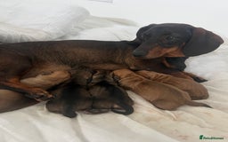 Dachshund dogs for sale: Dachshund/ long haired  - Image 15