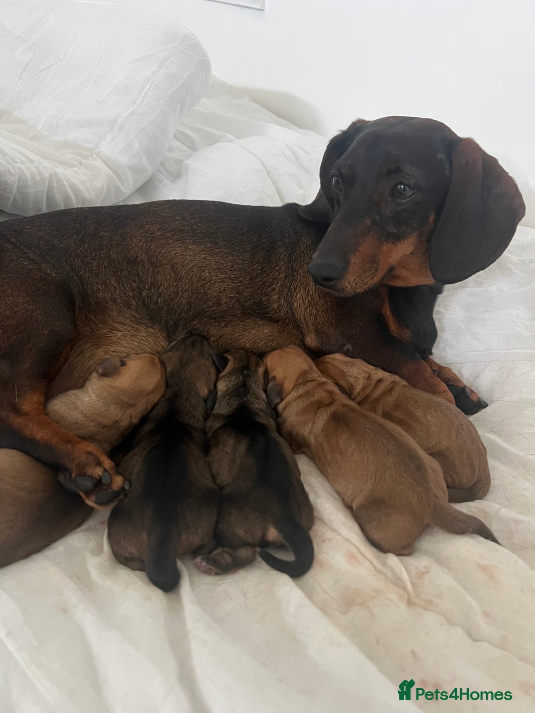 Dachshund dogs for sale: Dachshund/ long haired  - Image 15