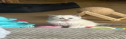 Ragdoll cats for sale: GCCF reg ragdolls - Advert 5