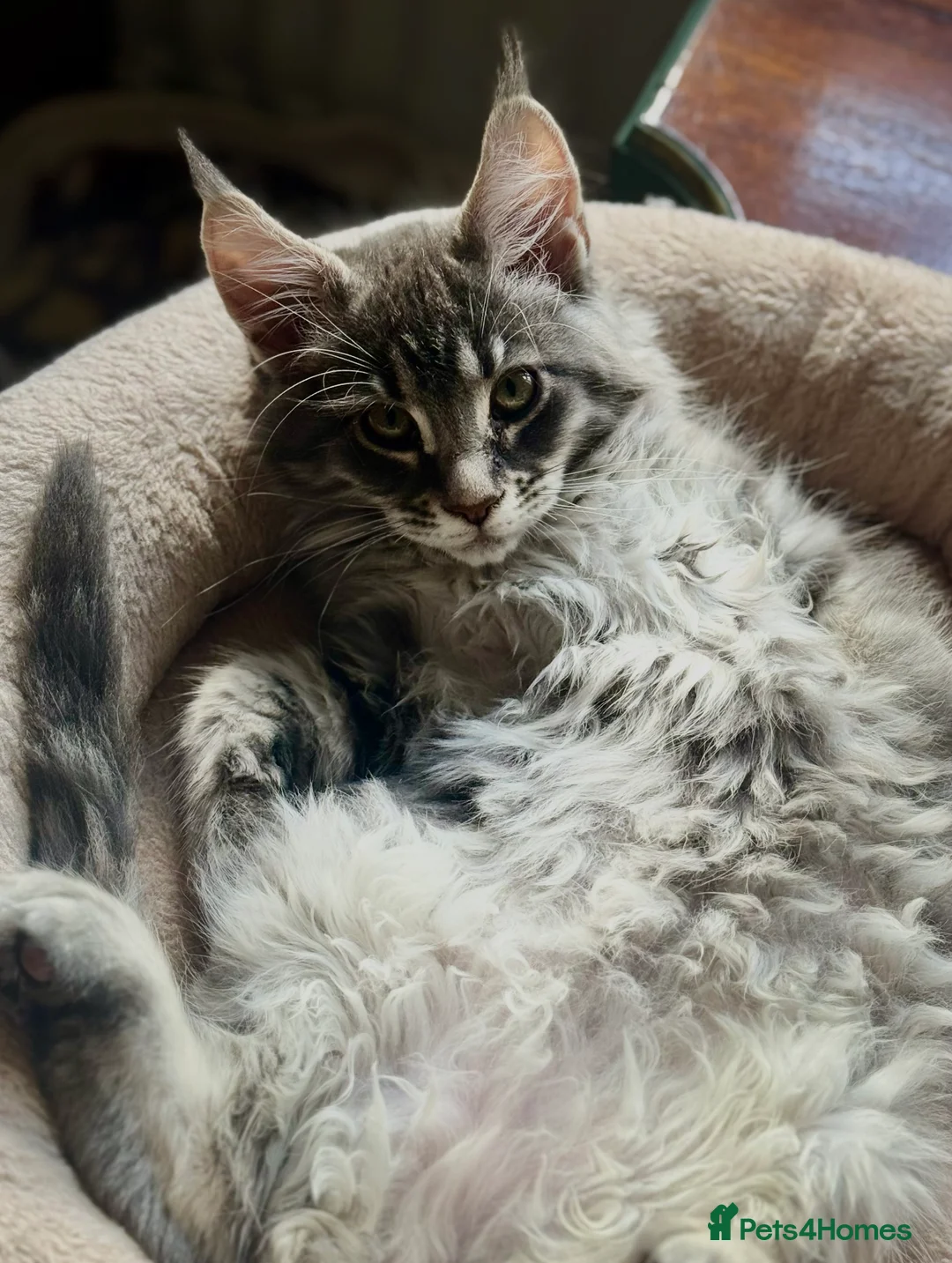 Maine Coon cats for sale: Mainecoon kittens TICA REGISTERED stunning - Advert 24