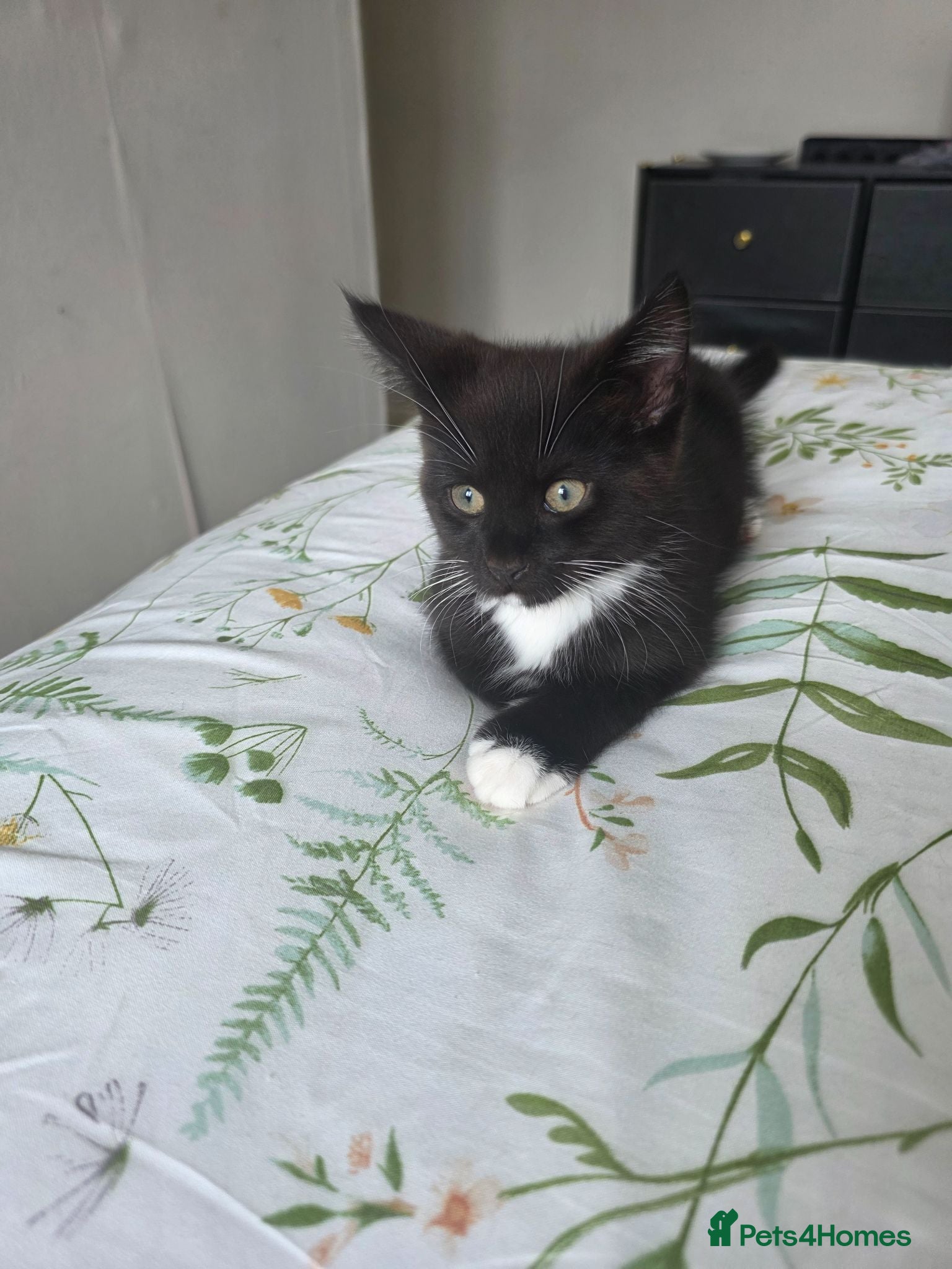 Maine Coon cats Reduced- 3 mainecoon cross kittens open to offers - Advert 7