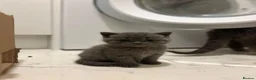 British Shorthair cats for sale: BSH kittens  - Advert 10