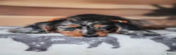 Miniature Dachshund dogs for sale: EXCEPTIONAL PEDIGREE MINIATURE LONGHAIRED PUPPIES - Advert 8