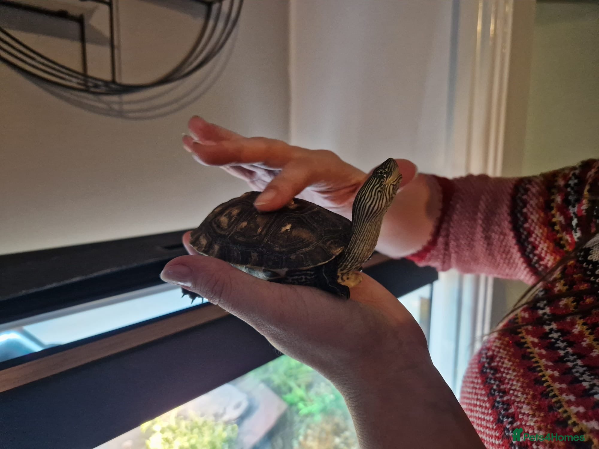 Turtle reptiles for sale: Aquatic long necked striped China  - Advert 4