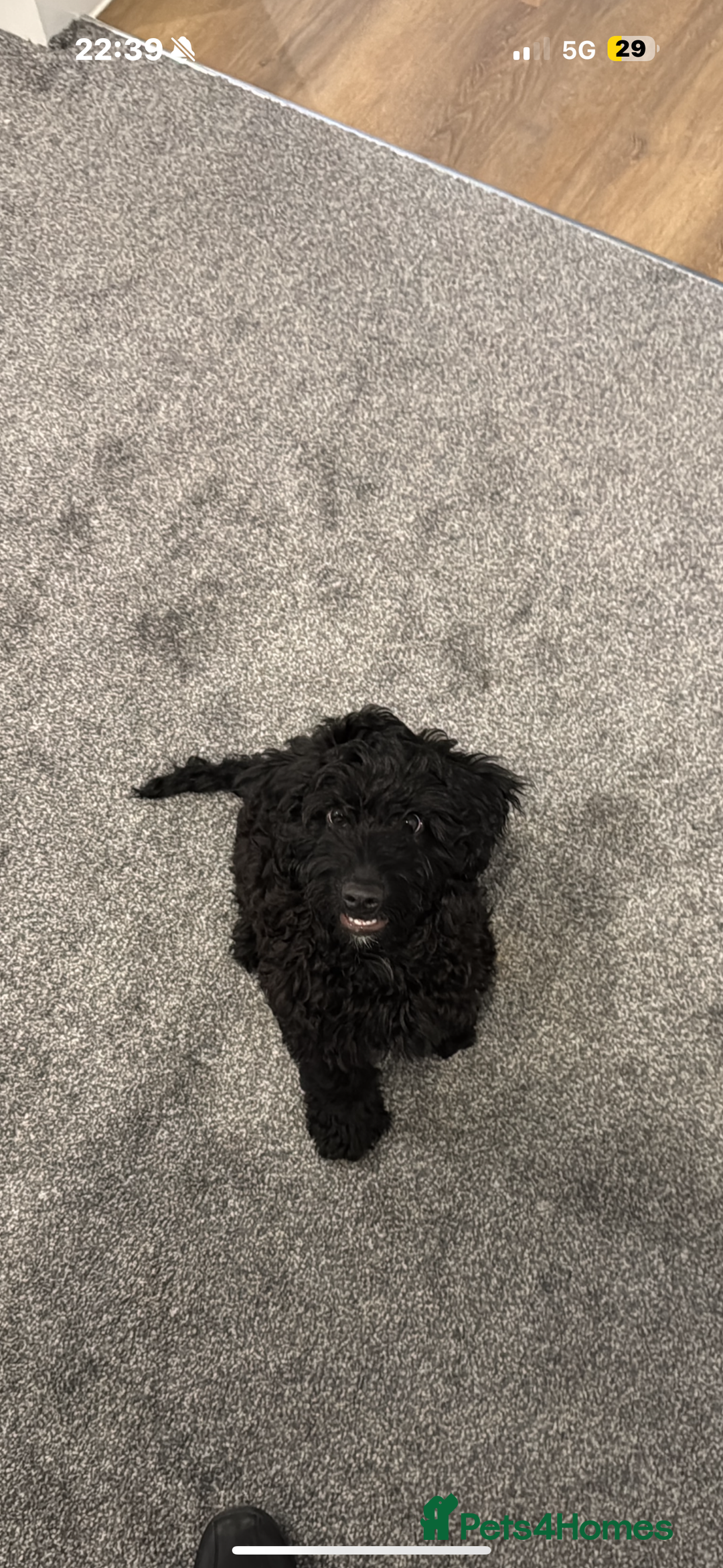 Cockapoo dogs for sale: Ronnie the cockapoo - Image 1
