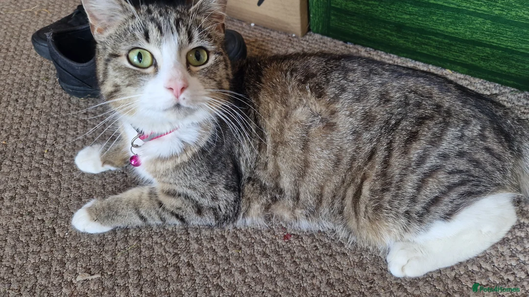 Mixed Breed cats for sale: Mum / kittens for sale  in Brigg - Advert 2