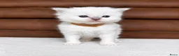 Ragdoll cats for sale: GCCF PEDIGREE RAGDOLL KITTENS - Advert 5