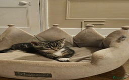 Maine Coon cats for sale: Tabby Maine coon x kittens. Ready to leave - Image 5