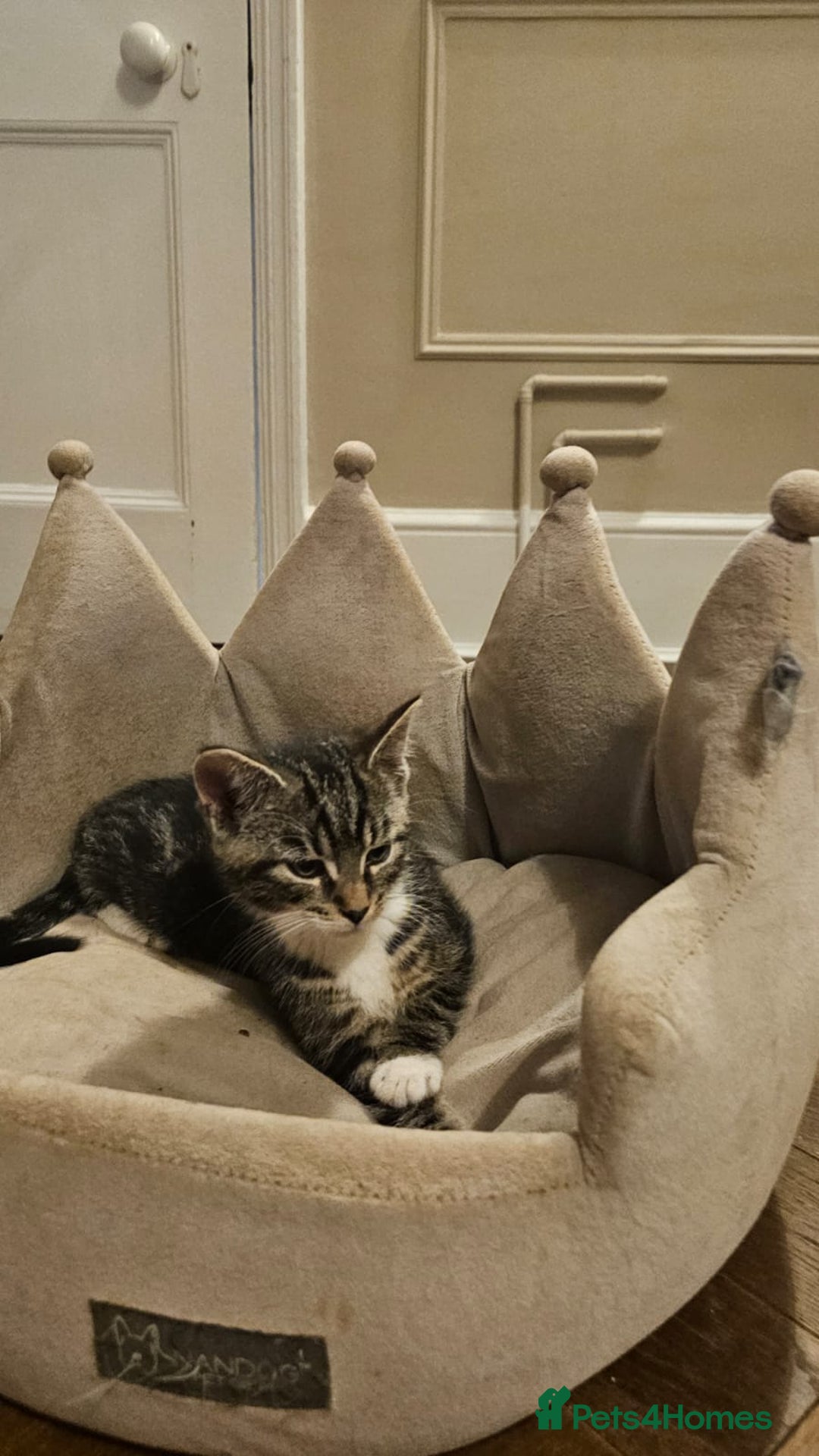 Maine Coon cats for sale: Tabby Maine coon x kittens. Ready to leave - Image 5