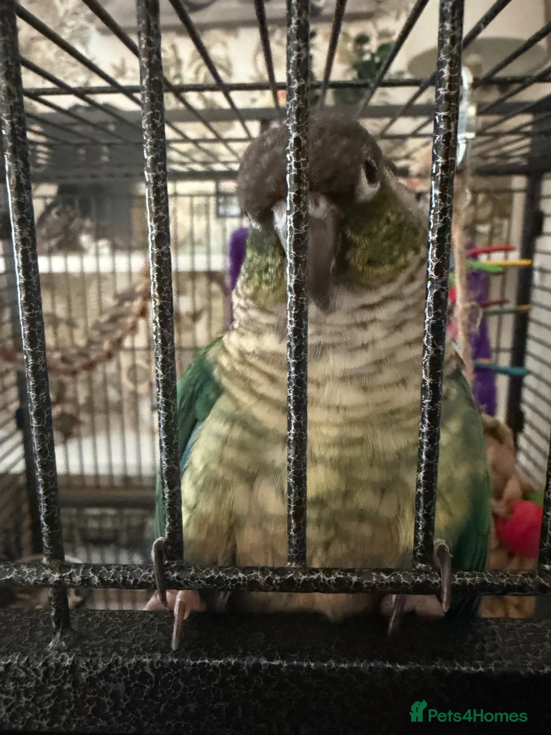 Conures birds for sale: Turquoise yellow sided conure - Advert 2