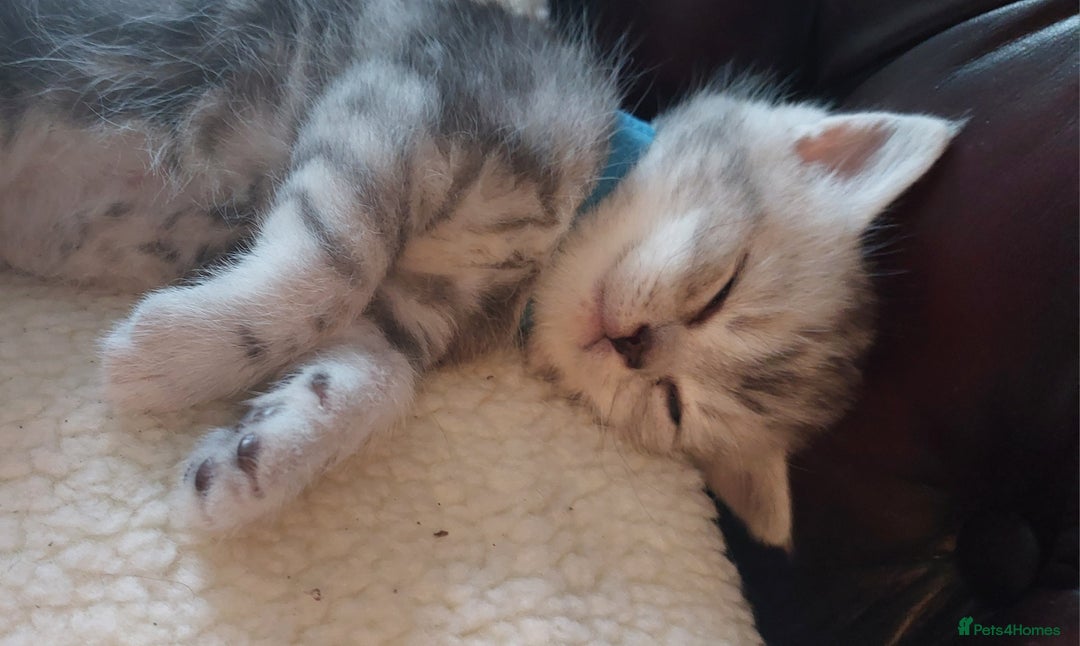 Persian cats for sale: Persian Chinchilla cross kittens for sale  - Image 11