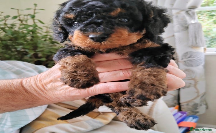 Cavapoo dogs - Advert 1