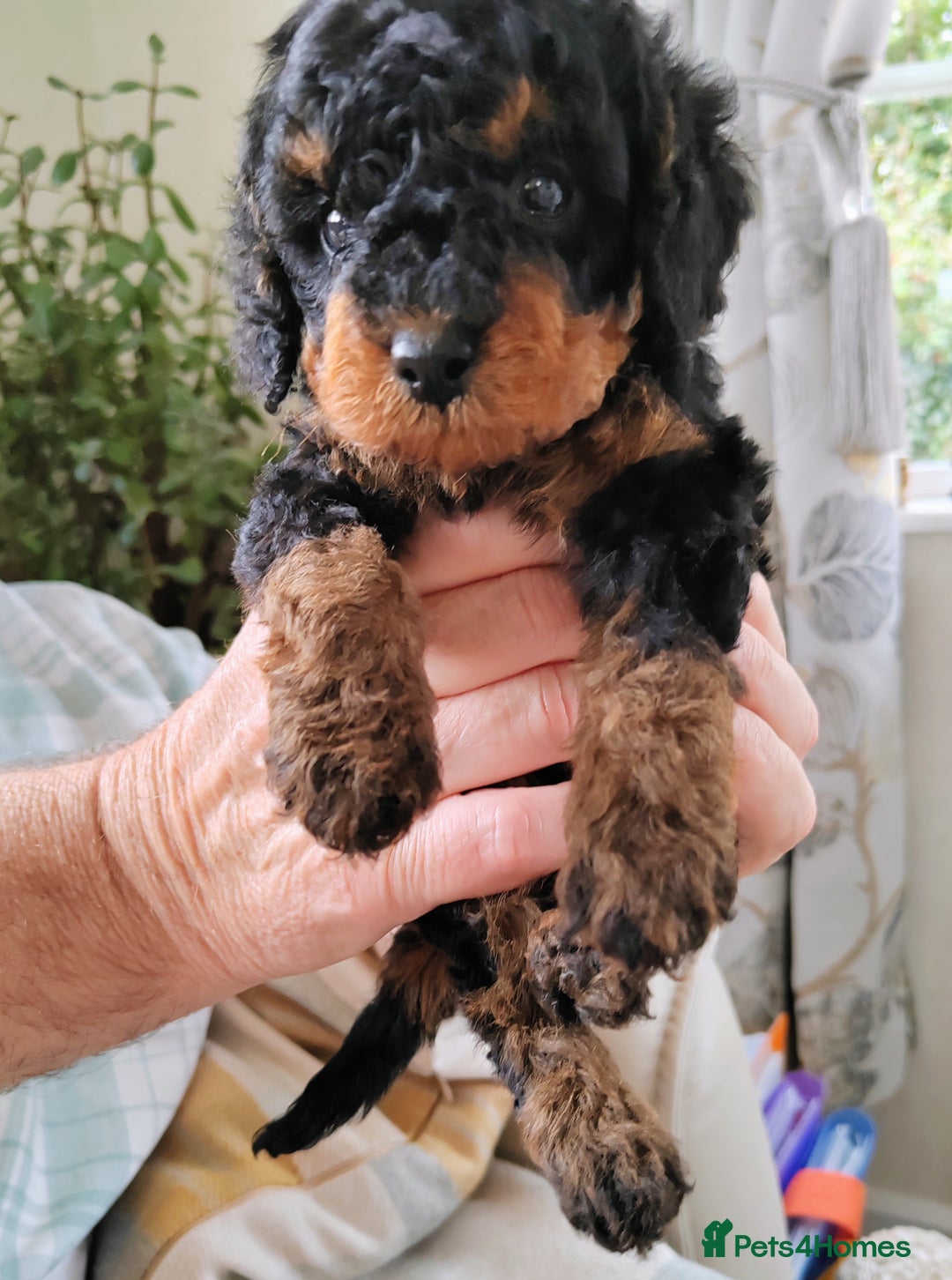 Cavapoo dogs for sale: TOY CAVAPOO DNA TESTED PARENTS AND GRANDPARENTS  - Image 1