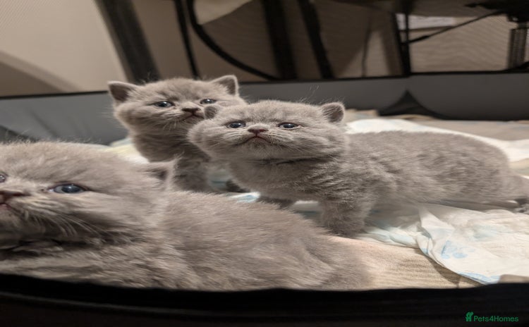 British Shorthair cats - Advert 15