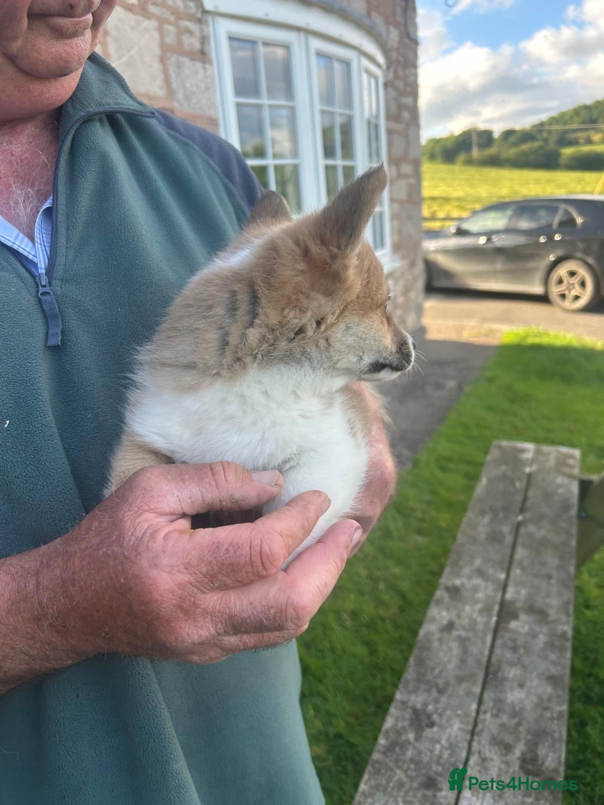Welsh Corgi Pembroke dogs for sale: Lovely Corgi Girl Pup - Ready To Go - Advert 7