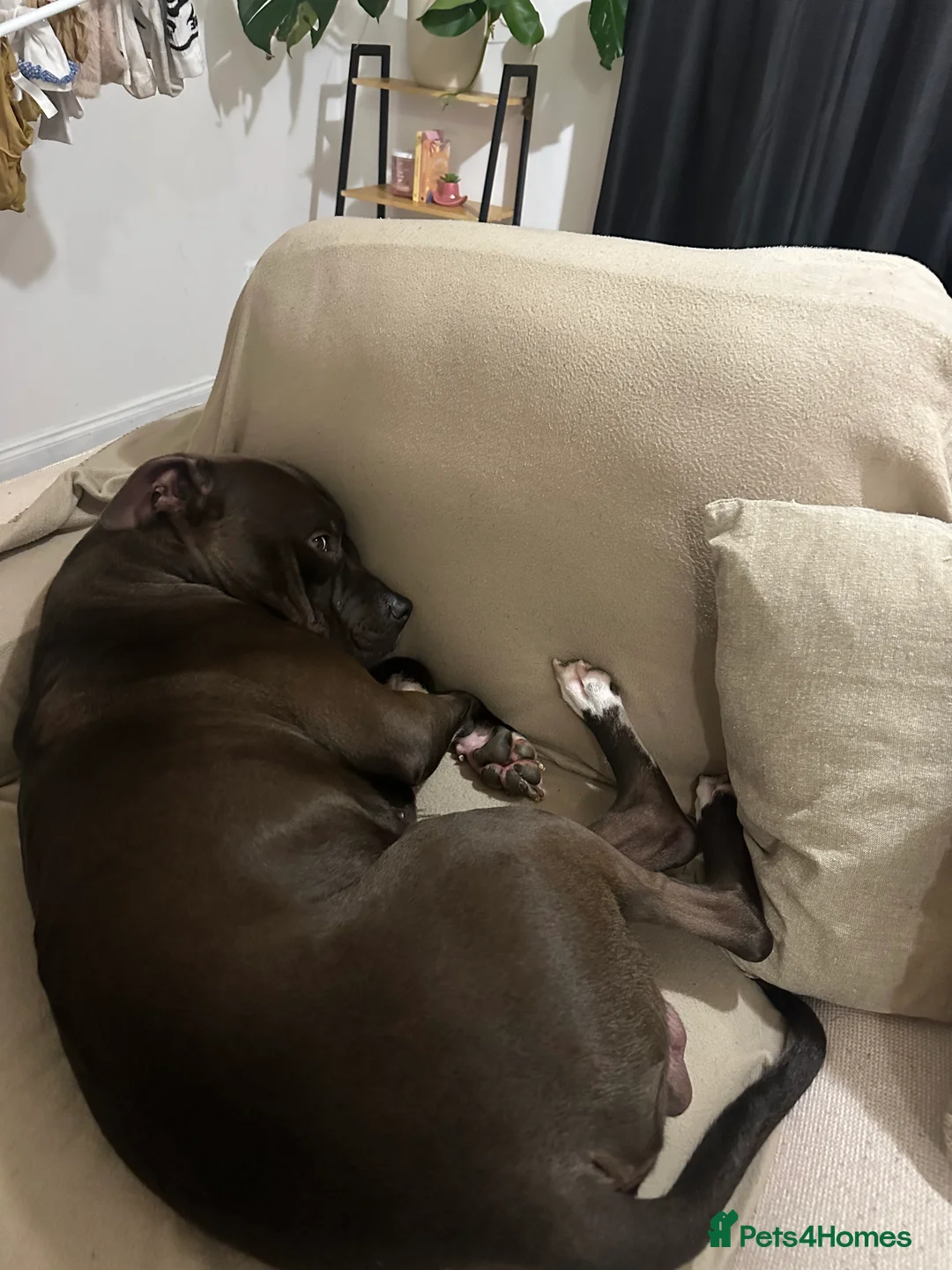 Staffordshire Bull Terrier dogs for sale: Beautiful staff x lurcher  - Advert 10