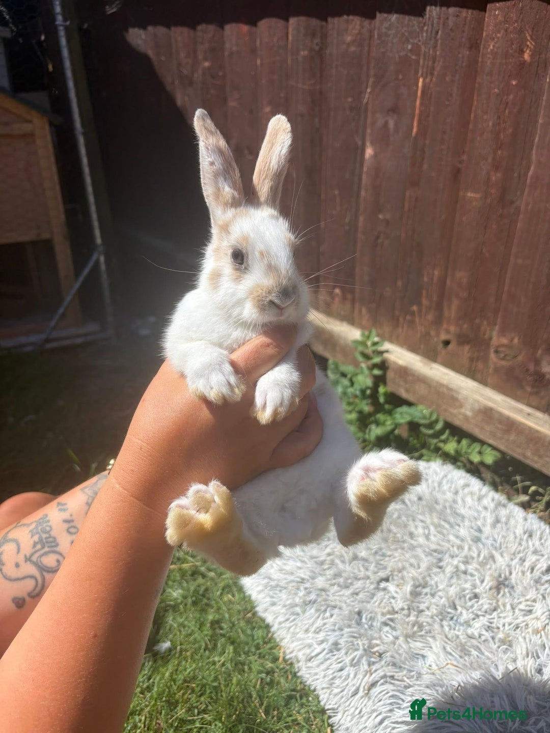 Lionhead rabbits for sale: lionhead bunies - Image 3