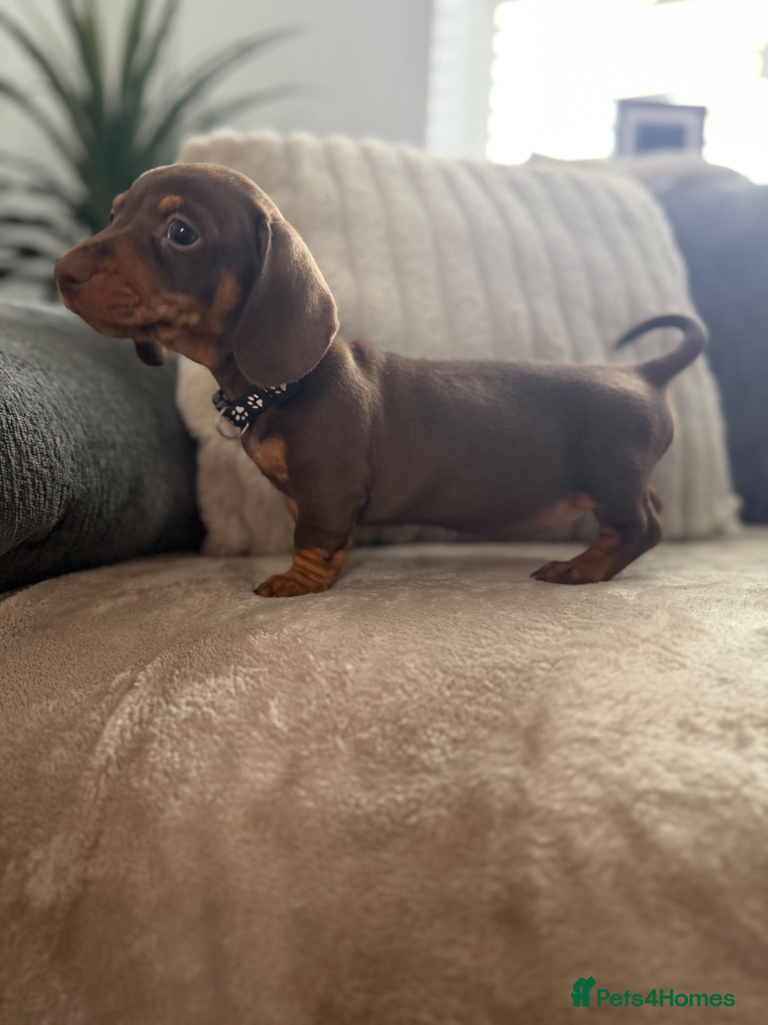 Miniature Dachshund dogs 💖 1 Girl left 💖Miniature Dachshund  - Advert 9