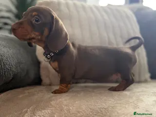 Miniature Dachshund dogs 💖 1 Girl left 💖Miniature Dachshund - Advert 9