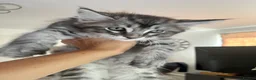 Maine Coon cats for sale: Maine coon kittens for sale - Advert 11
