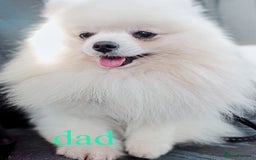 Pomeranian dogs for sale: Beautiful white teddy bear pomeranian puppies - Image 8