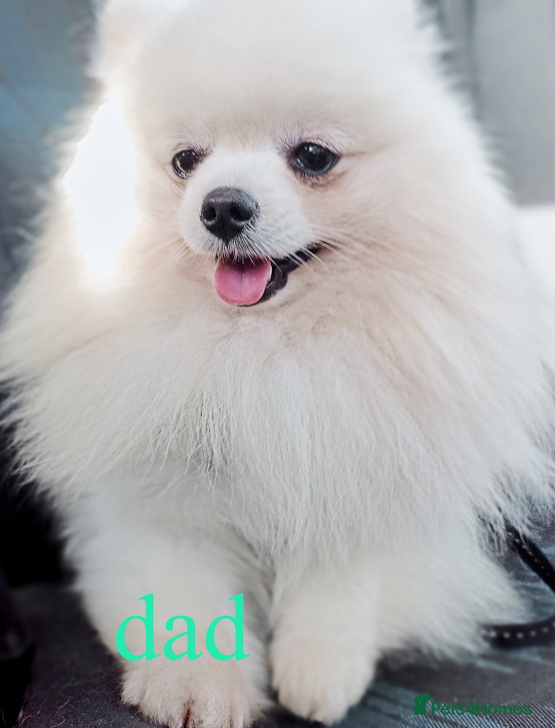 Pomeranian dogs for sale: Beautiful white teddy bear pomeranian puppies - Image 8