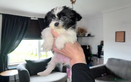 Zuchon dogs for sale: Shihzu x Bichon x Westie - Image 31