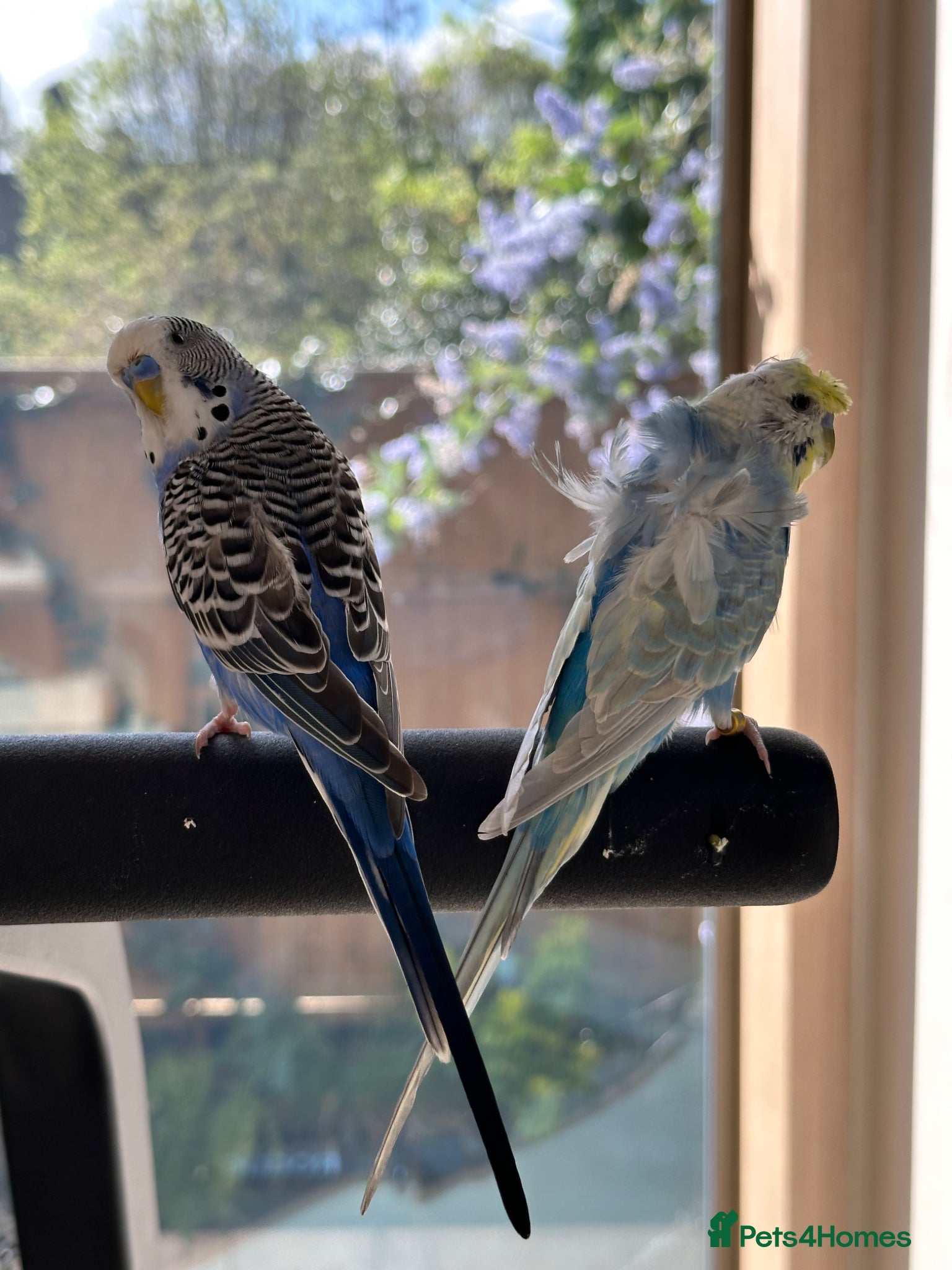 Budgerigars birds Rare Young Budgie Boys, Large Cage & Full Setup - Advert 2