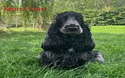 Cocker Spaniel dogs for sale: Kc, show cocker, dna, hips and eye tested parents  - Image 10