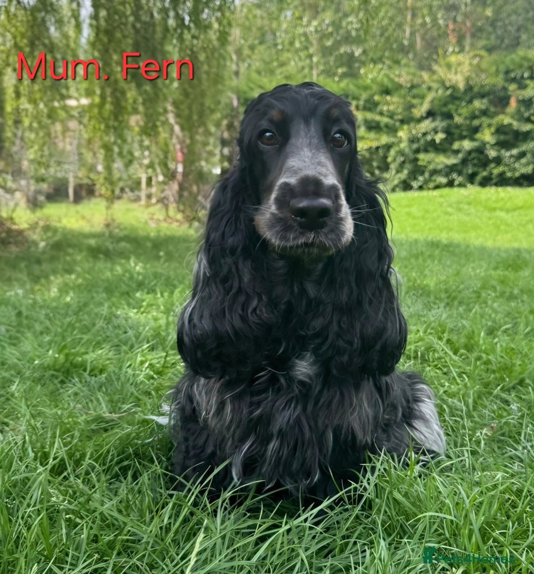 Cocker Spaniel dogs for sale: Kc, show cocker, dna, hips and eye tested parents  - Image 10