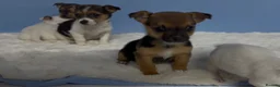 Jack Russell dogs for sale: Miniature Jack Russell puppies in Darwen - Advert 16