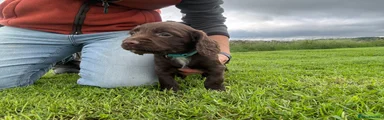 Sprocker 1