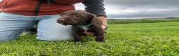 Sprocker dogs for sale: F1 sprocker puppies - Advert 12