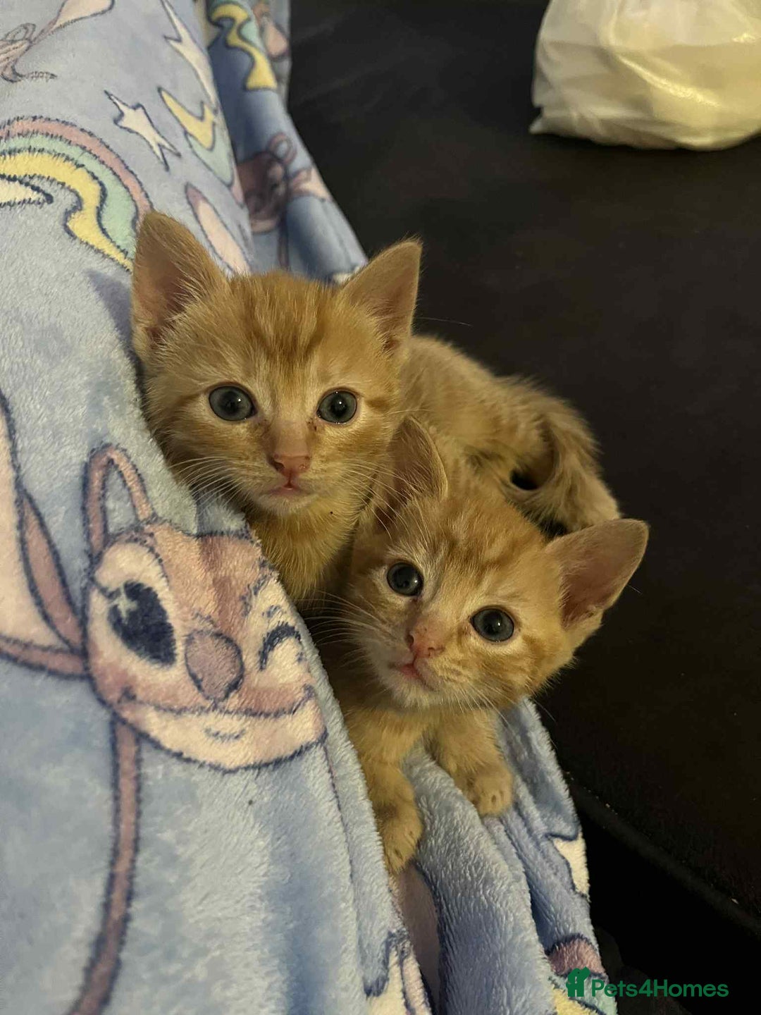 Mixed Breed cats for sale: 4 Ginger 2 Male 2 Female  - Image 5