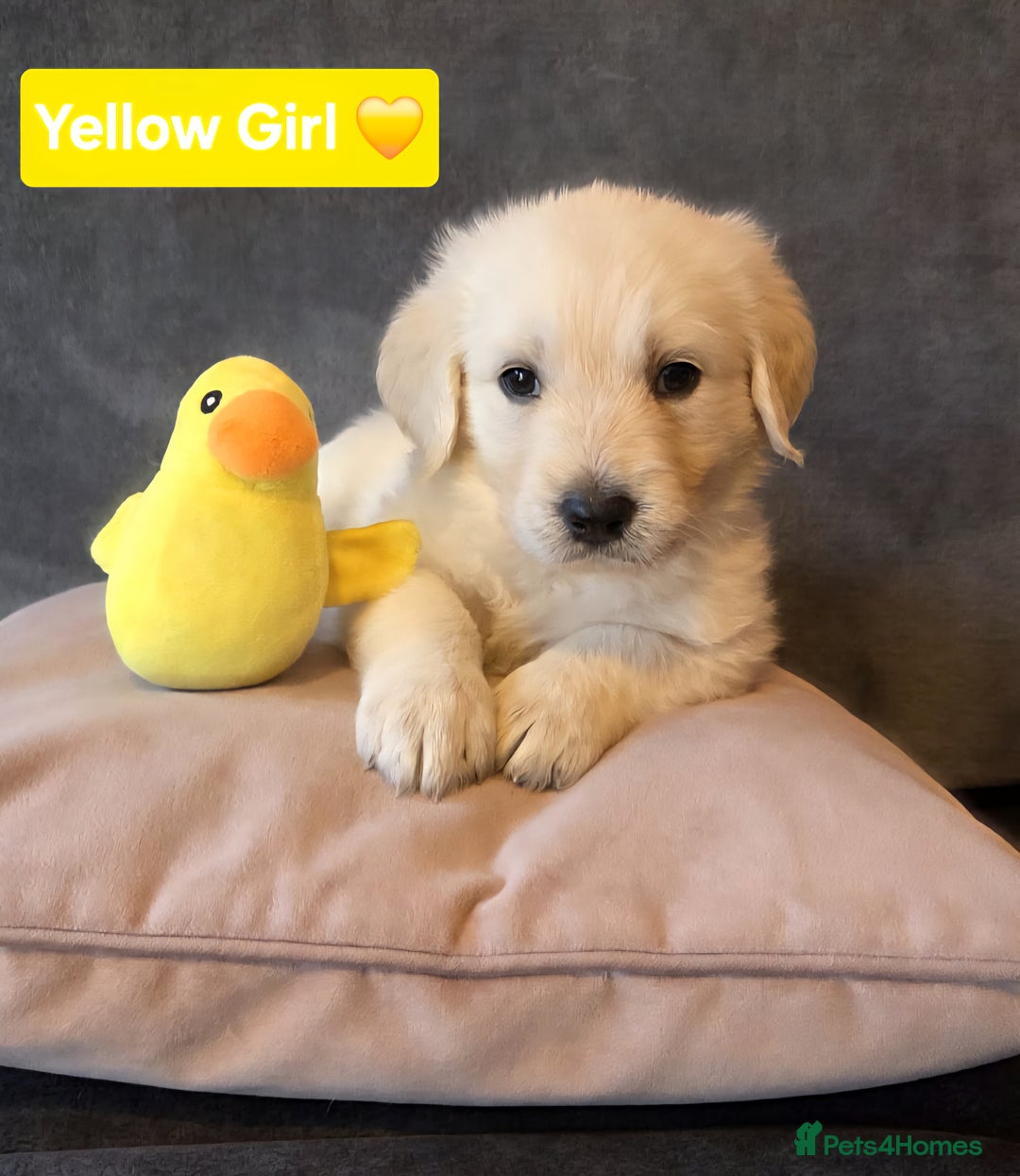 Goldendoodle dogs for sale: Goldendoodle retriever  - Image 5