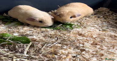 Guinea Pig rodents - Advert 3