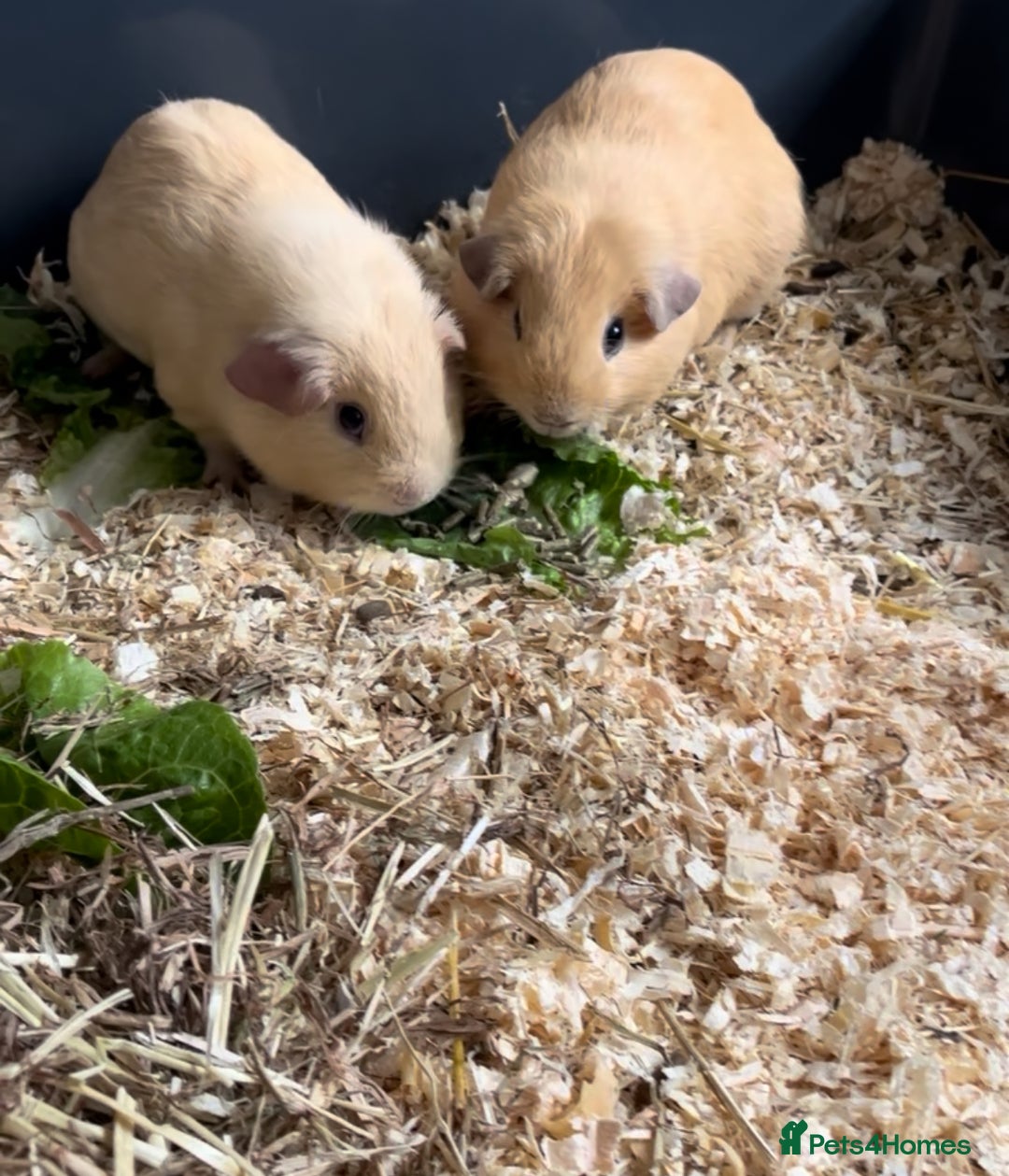 Guinea Pig rodents for sale: 2 male guinea pigs - Advert 2