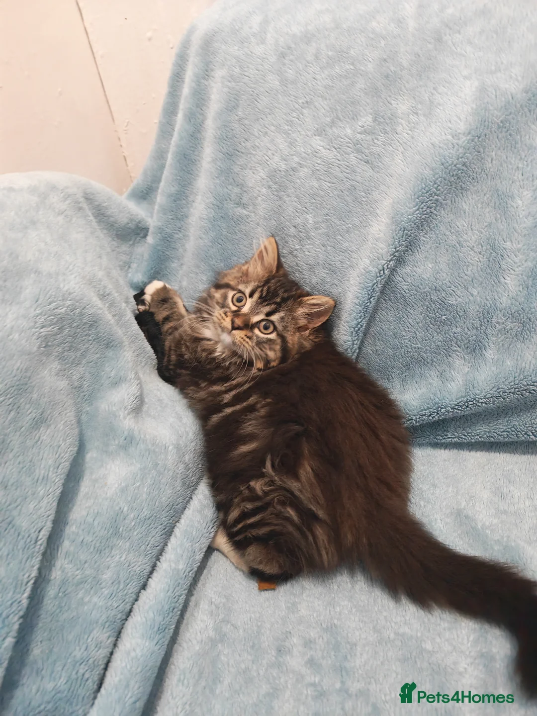 Mixed Breed cats for sale: Sccotis flod & Fluffy kittens VIDEOS - Advert 5