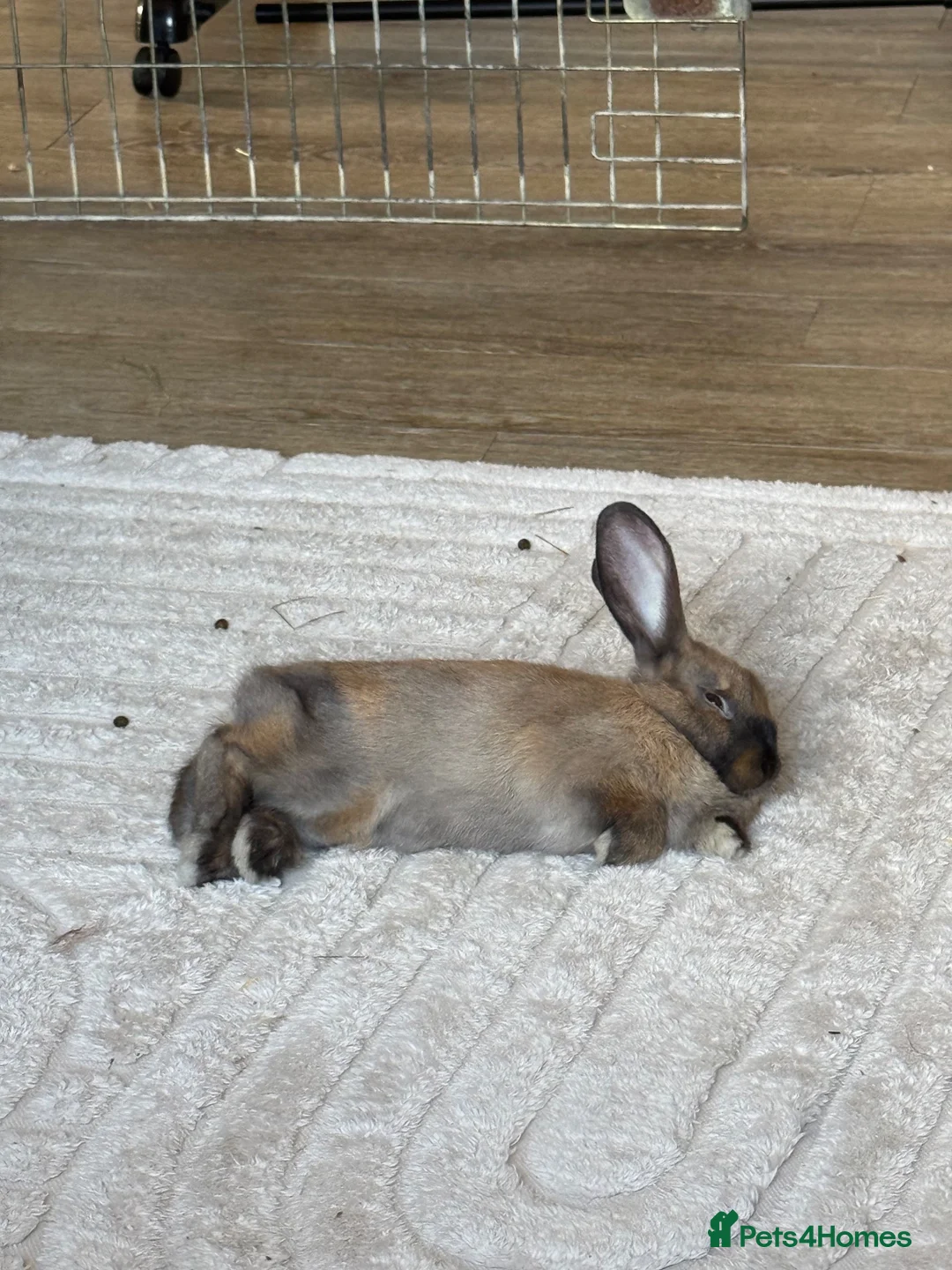 Dutch rabbits for sale: Poppy🤍 - Advert 3