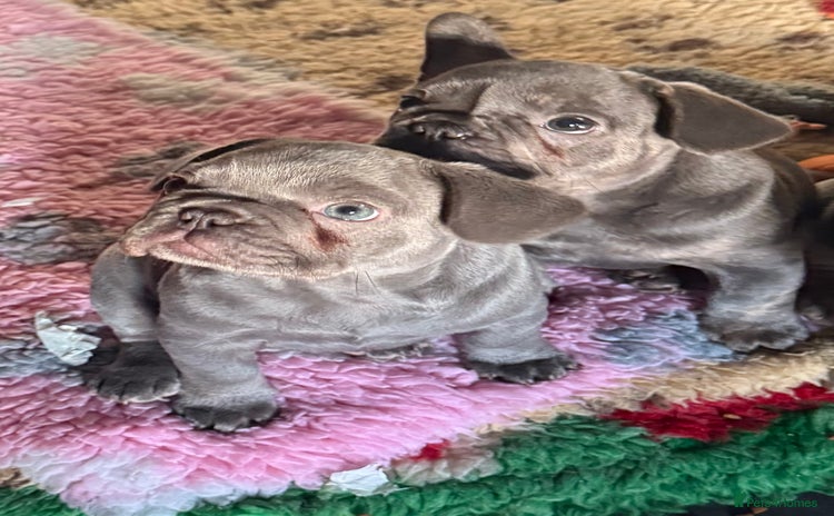 French Bulldog dogs - Advert 1