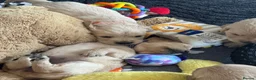 Golden Retriever dogs for sale: Golden retriever puppies - Advert 8