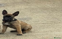 Belgian Shepherd Dog dogs for sale: Belgian malinois puppies  - Image 1