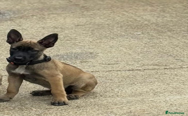 Belgian Shepherd Dog dogs - Advert 2