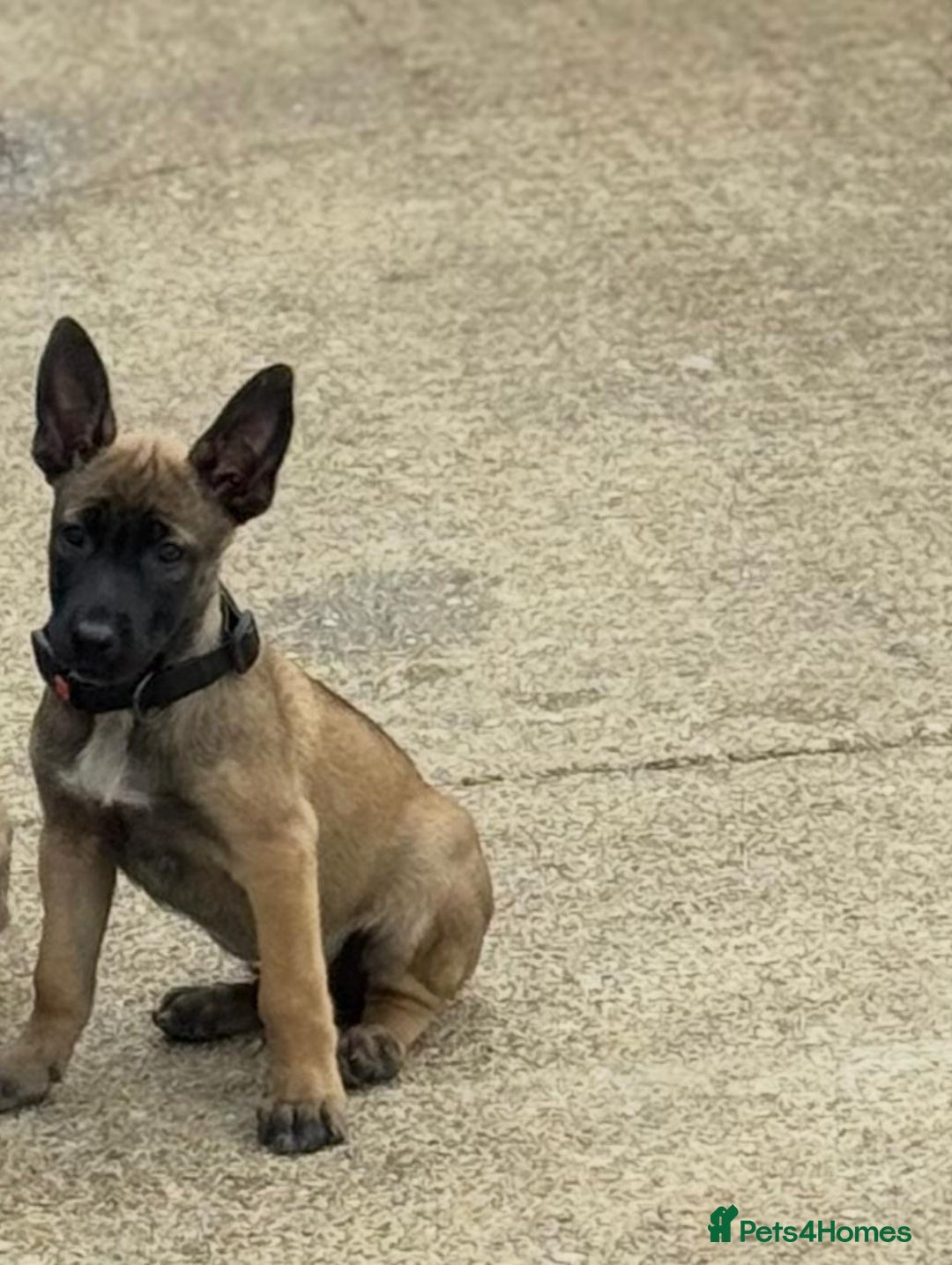 Belgian Shepherd Dog dogs for sale: Belgian malinois puppies  - Image 1