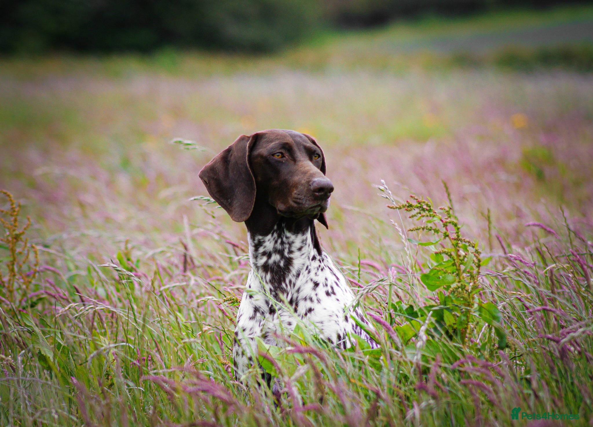 German Shorthaired Pointer dogs GSP KC Registered Puppies due April 2026 - Advert 11