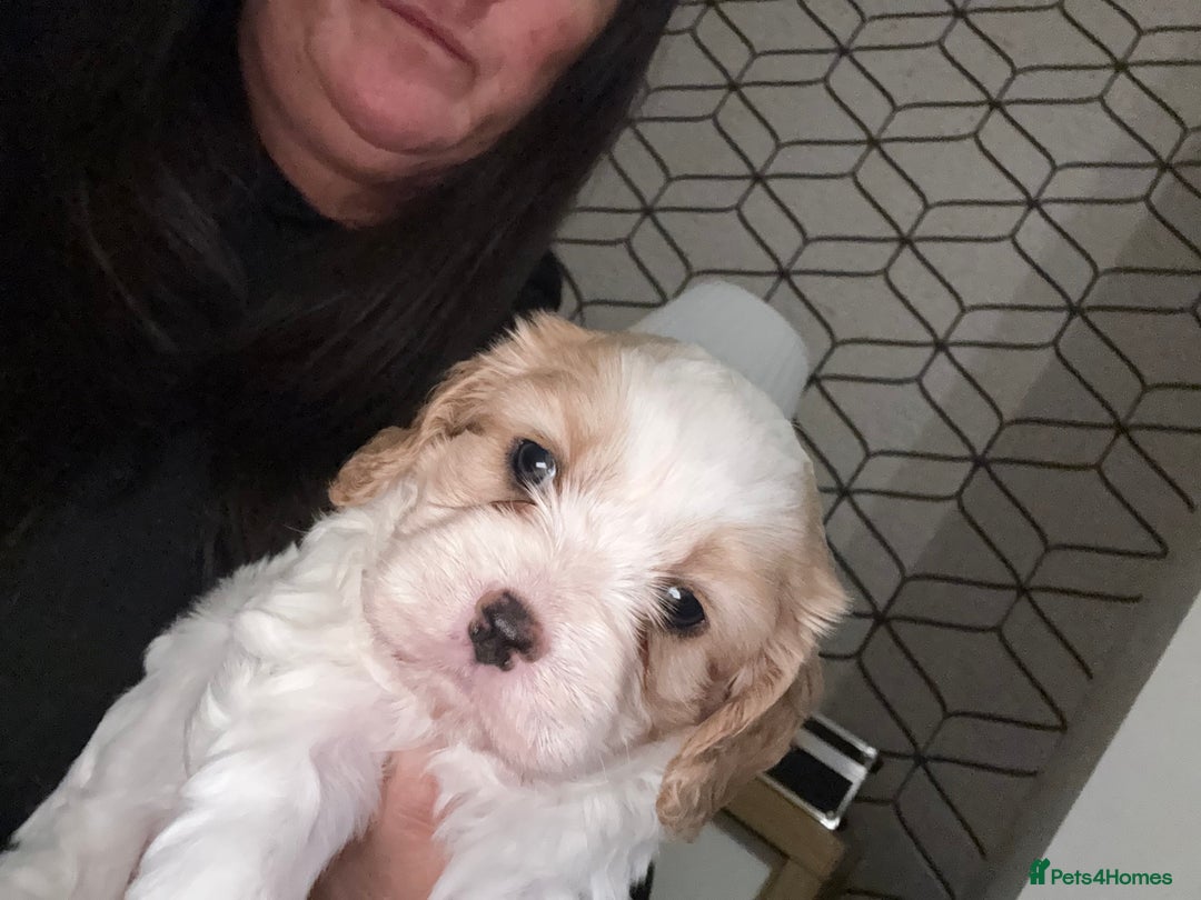 Cavachon dogs for sale: Cavachon - Advert 3