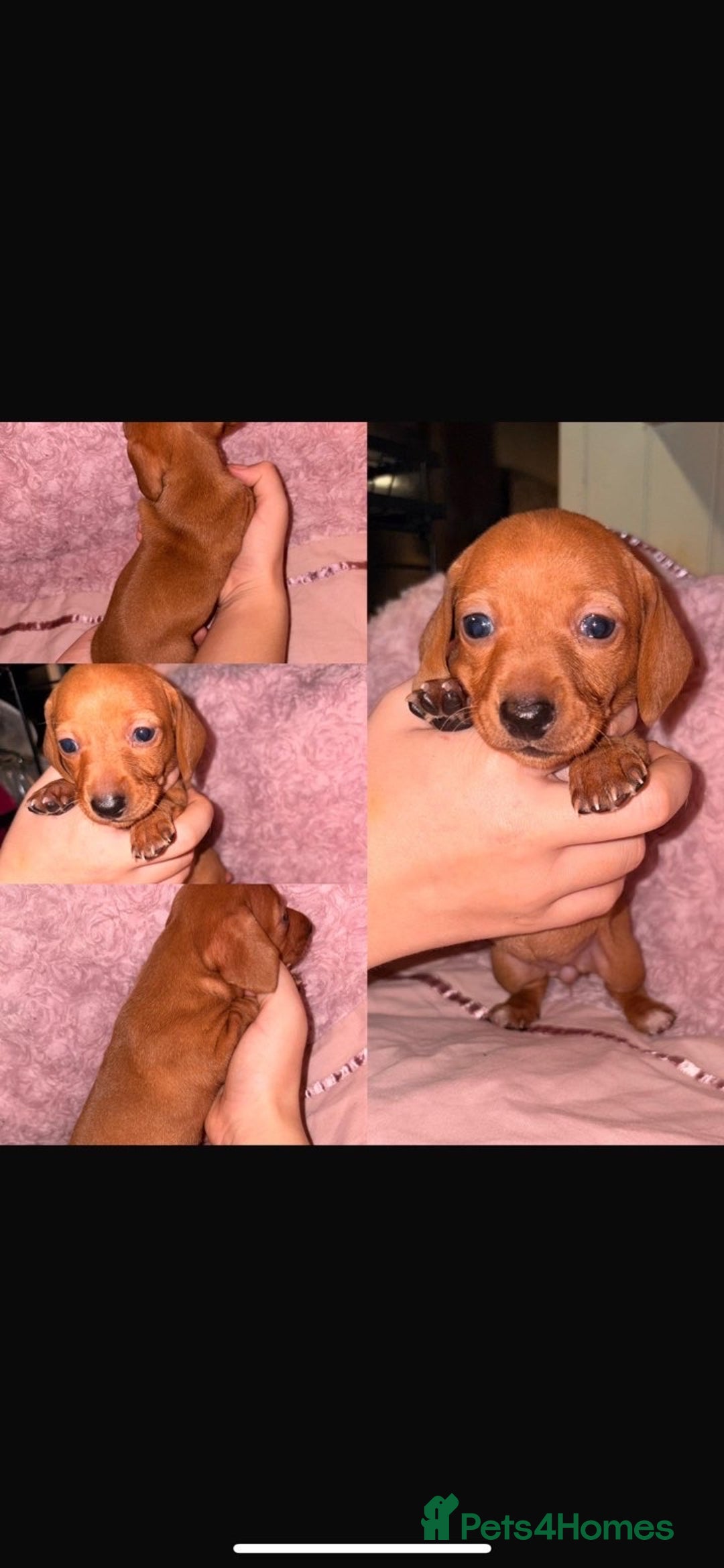 Dachshund dogs for sale: Beautiful Dashaund puppies  - Advert 4
